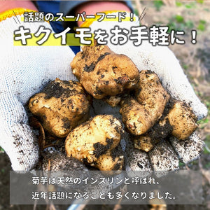 【送料無料あり!】国産菊芋パウダー（1袋50g入り）
